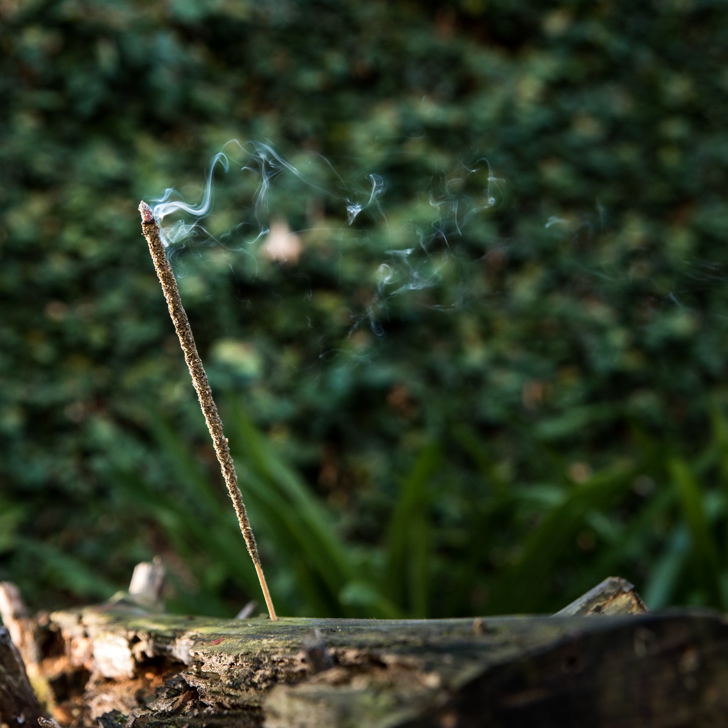 Incienso Línea Natural Ruda, Romero e Incienso Sagrada Madre