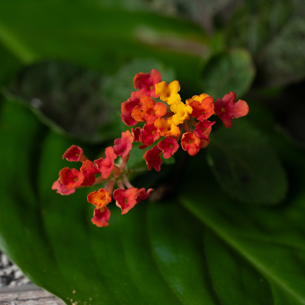 Incienso Natural Botánico Gardenias y Caléndula - Paz Interior